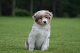 BERGER AUSTRALIEN PUPPIES 825